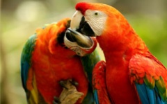 Macaws