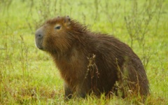 A wildlife bonanza - Capybara