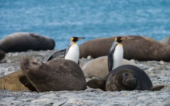 Elephant seals and penguins on the beach