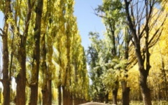 What to do in Mendoza