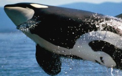 The Very Best! Breaching Orca
