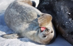 Seal pup playing
