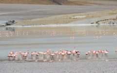 Parinas Chicas Flamingos at Laguna Grande - Off Road Puna Adventure