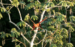 Red Howler Monkey