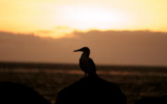 Galapagos sunset