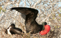 Frigatebird