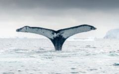 Chance viewing of a whale's tail