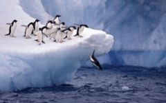 Adelie penguins diving