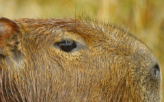What to do in Argentina - Capybara