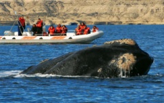 What to do in Argentina - Whale watching